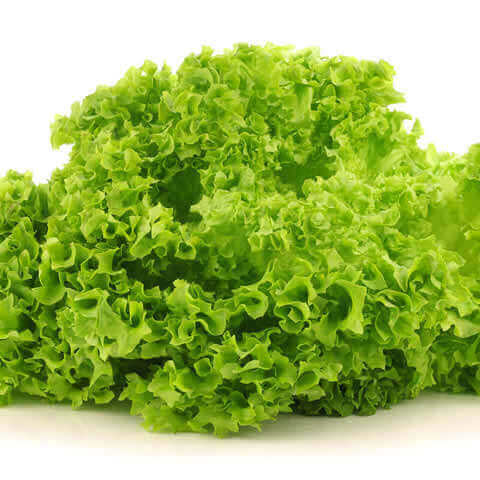 LACTUCA SATIVA var. CRISPA - LECHUGA Lollo Bionda 