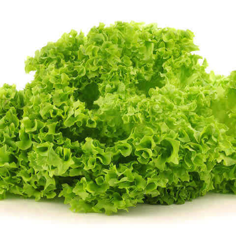 LETTUCE Lollo Bionda