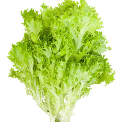 LACTUCA SATIVA var. CRISPA - LECHUGA Lollo Bionda 