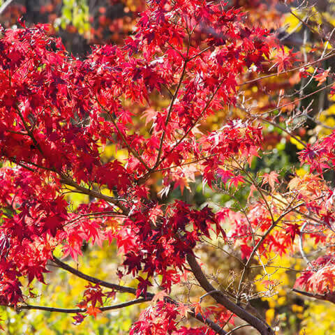 ACER PALMATUM ATROPURPUREUM