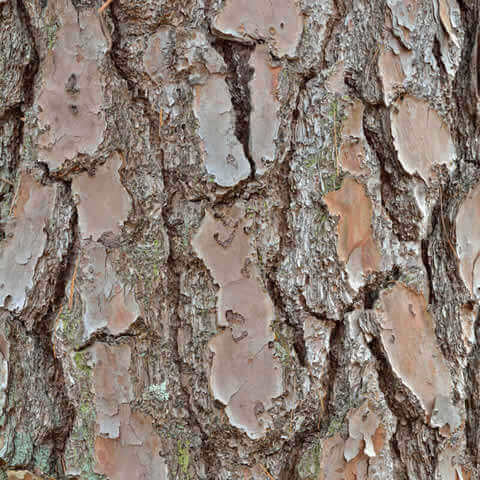 PINUS KORAIENSIS - Korean Pine