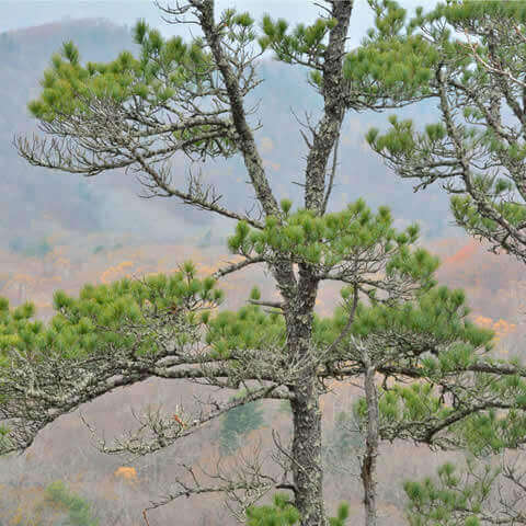PINUS KORAIENSIS 