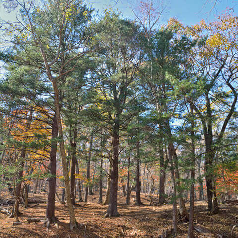 PINUS KORAIENSIS 