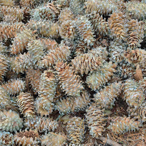 PINUS KORAIENSIS 