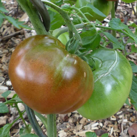 TOMATE Noire de Crimée (Solanum lycopersicum)