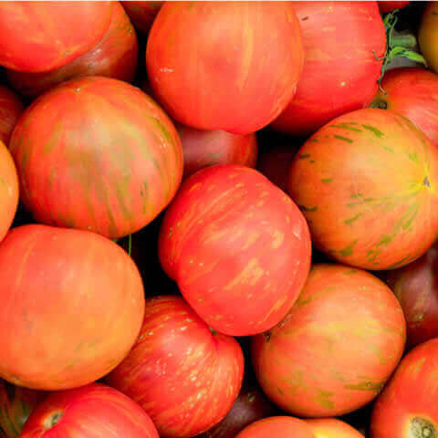 SOLANUM LYCOPERSICUM - TOMATO Tigerella