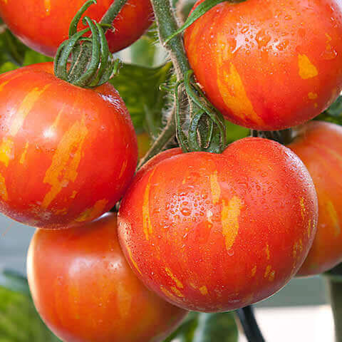 TOMATE Tigerella (Solanum lycopersicum)