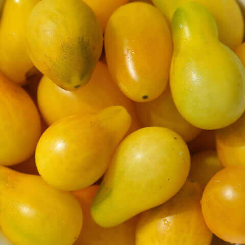 TOMATO CHERRY ’Yellow Pearshaped’ #1