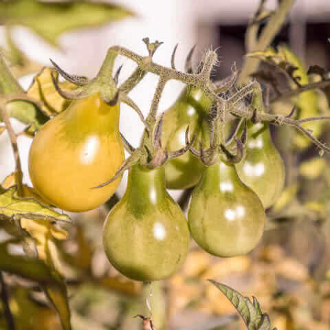 TOMATE CHERRY Yellow Pearshaped (Solanum lycopersicum)