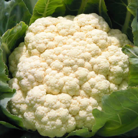 CAULIFLOWER Rober