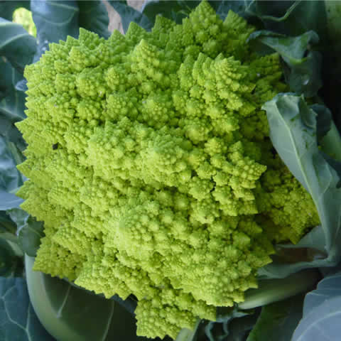 BRASSICA OLERACEA var. BOTRYTIS - CAULIFLOWER Romanesco natalino