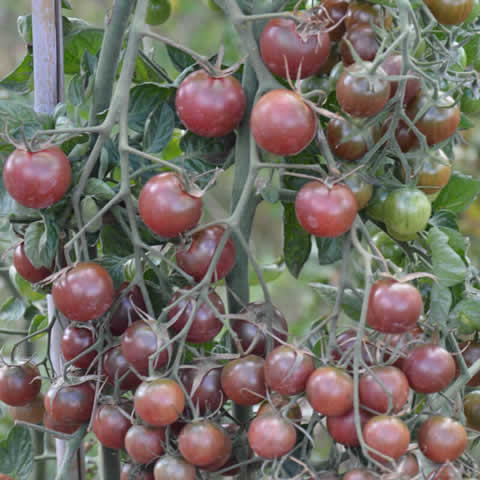 TOMATE CHERRY Black Cherry (Solanum lycopersicum)