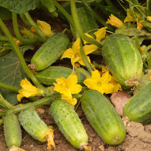 CUCUMIS SATIVUS - PEPINO Dar