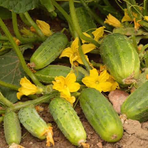 CUCUMIS SATIVUS - CUCUMBER Dar