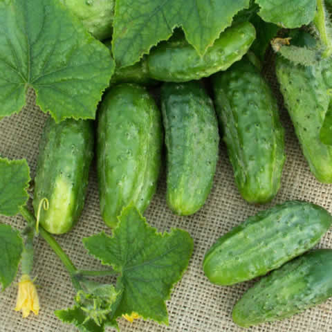 Seeds of Ridge Cucumber - GHERKIN ’Fin de Meaux’ - T.O.G