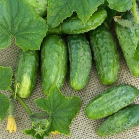 English Cucumber - Telegraph Improved - 20 Seeds