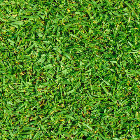 PENNISETUM CLANDESTINUM - Kikuyu Grass