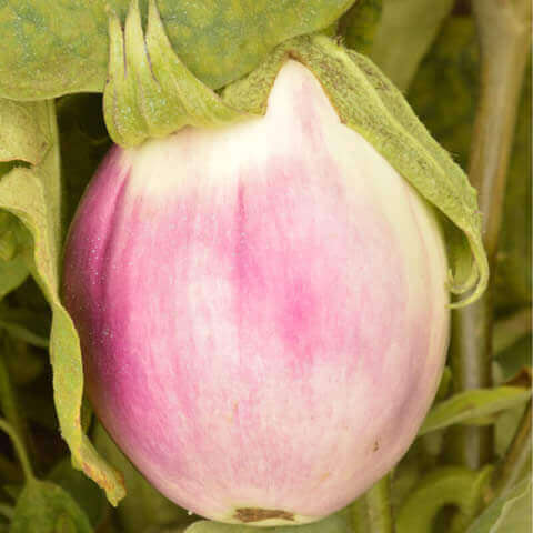 BERENJENA REDONDA ''Bianca sfumata di rosa'' (Solanum melongena L.) 