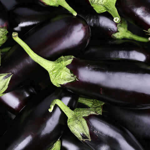 SOLANUM MELONGENA - BERENJENA Black Beauty