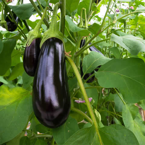 SOLANUM MELONGENA - EGGPLANT Black Beauty