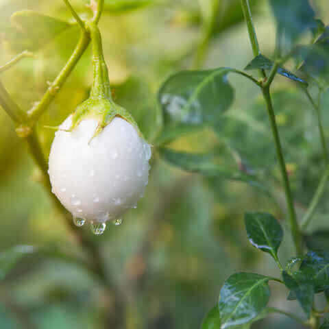 BERENJENA ''White egg'' (Solanum melongena L.) 