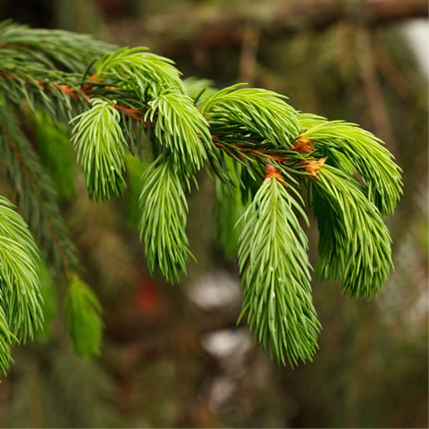 PICEA ORIENTALIS