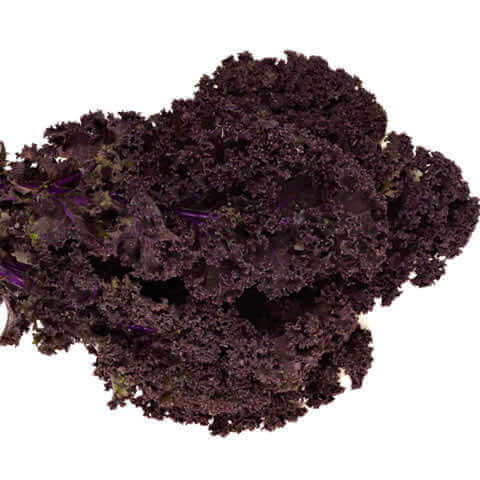 KALE Scarlet