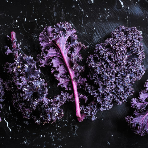 KALE ''Scarlet'' (Brassica oleracea convar.acephala var.sabellica)