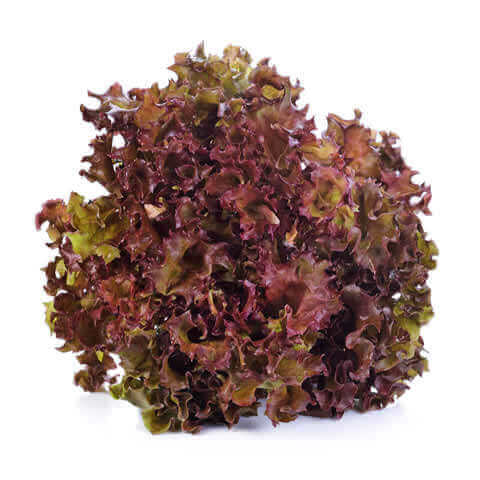 LACTUCA SATIVA var. CRISPA - LECHUGA Lollo Rossa 