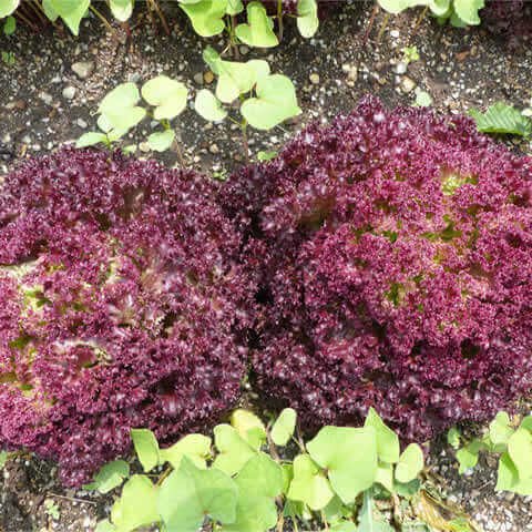 LACTUCA SATIVA var. CRISPA - LECHUGA Lollo Rossa 