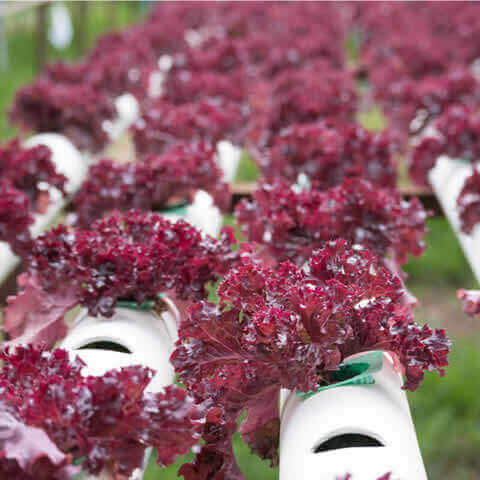 LECHUGA Lollo Rossa (Lactuca sativa)