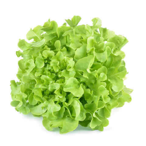 LACTUCA SATIVA - LAITUE Salad Bowl verte