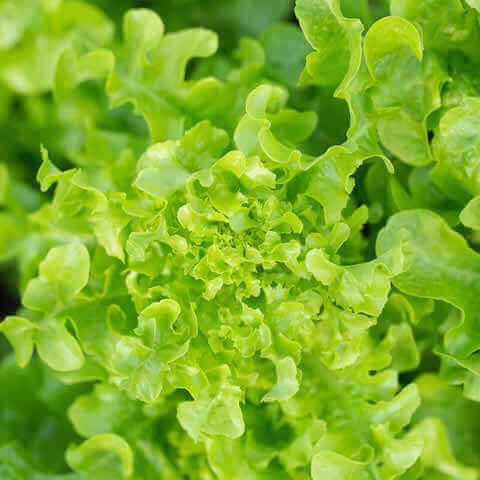 LACTUCA SATIVA - LAITUE Salad Bowl verte