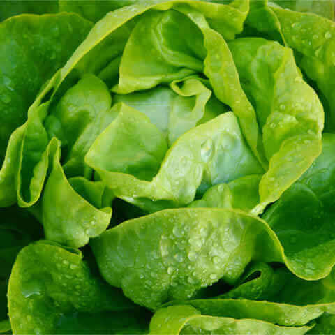 LACTUCA SATIVA - BUTTERHEAD LETTUCE mix