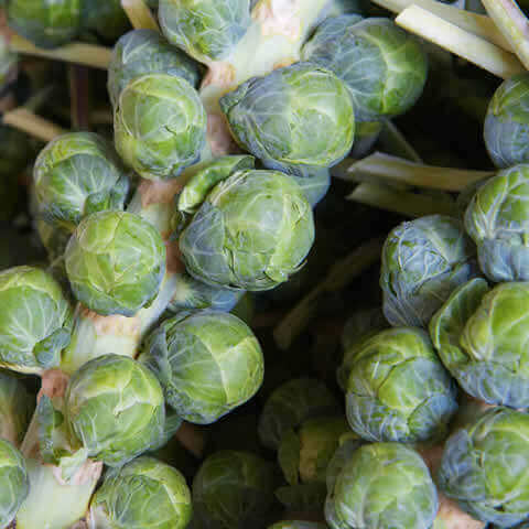 COL DE BRUSELAS ''Groninger'' (Brassica oleracea var. gemmifera)