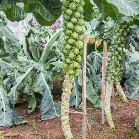 COL DE BRUSELAS ''Groninger'' (Brassica oleracea var. gemmifera)