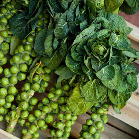 COL DE BRUSELAS ''Groninger'' (Brassica oleracea var. gemmifera)