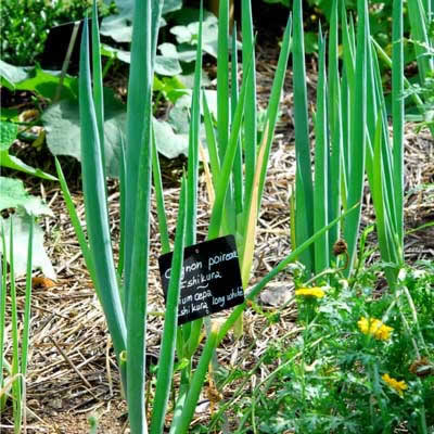 CEBOLLA JAPONESA Ishikura (allium fistulosum)