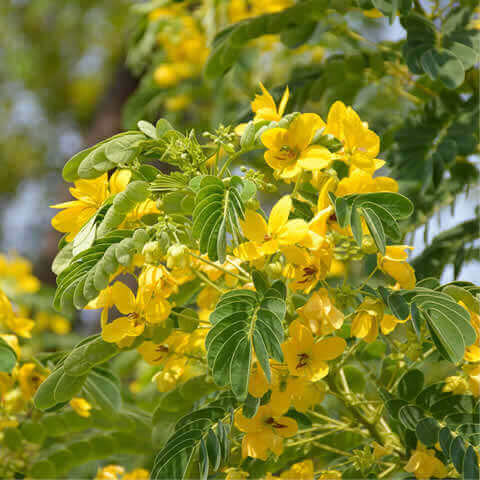 SENNA SURATTENSIS