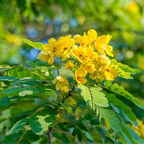 SENNA SURATTENSIS