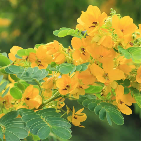 SENNA SURATTENSIS