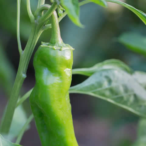 CAPSICUM ANNUUM - SWEET PEPPER Anaheim