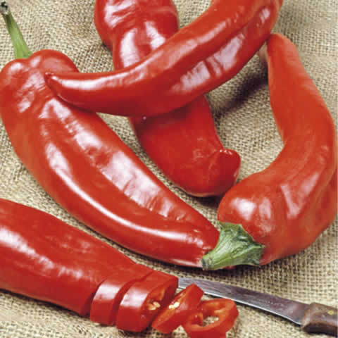 CHILE ANAHEIM (Capsicum annuum)