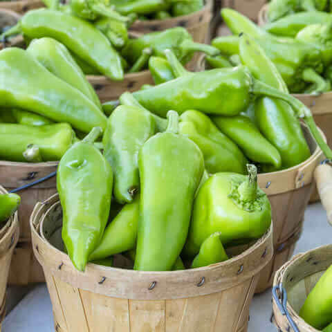 CHILE ANAHEIM (Capsicum annuum)