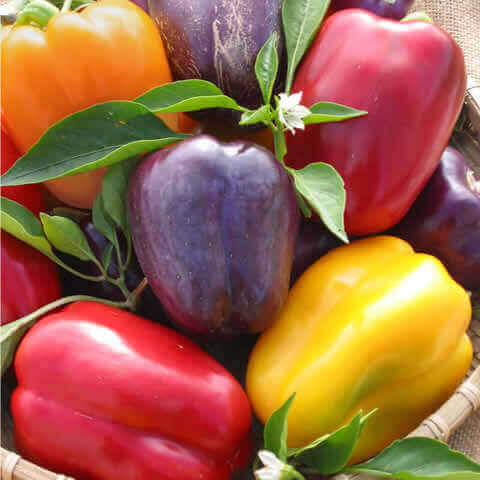 PIMIENTOS mix of varieties (Capsicum annuum)