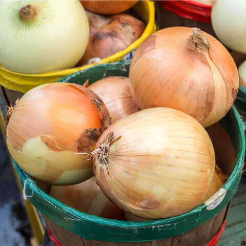 ALLIUM CEPA - YELLOW ONION Sweet Spanish