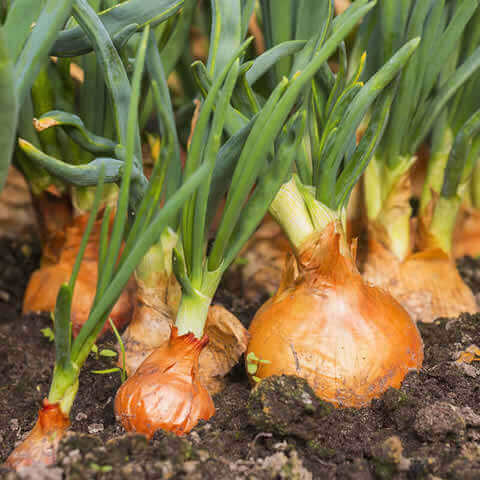 CEBOLLA AMARILLA (Allium cepa)