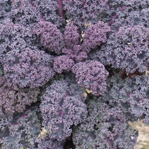 KALE Scarlet