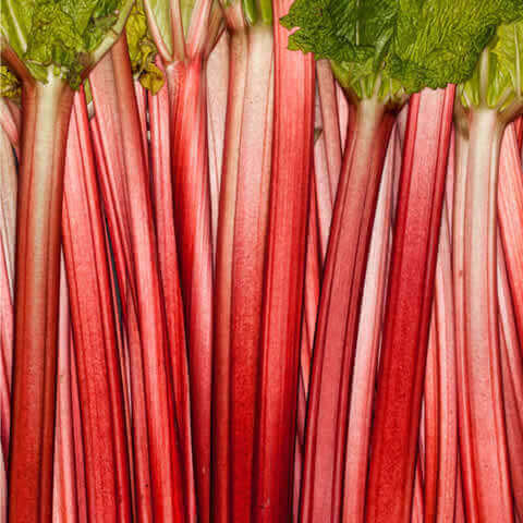 RUIBARBO 'Lider rojo' (Rheum Rhabarbarum)