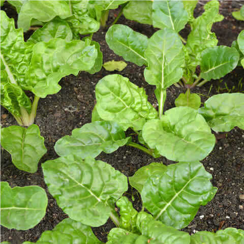 ACELGA VERDE Lucullus (Beta vulgaris subsp. cicla var. flavescens)